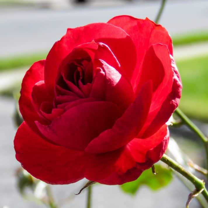 Why Prosperity Theology is Not the Truth You Need Every Day